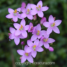 Centaury ( Kantaryon ) ( Çiçek No: 4 )