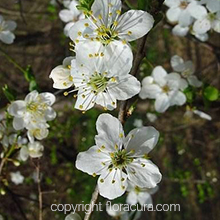 Chery Plum ( Erik Ağacı ) ( Çiçek No: 6 )