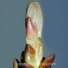 Chestnut Bud ( Kestane Tomurcuğu ) ( Çiçek No: 7 )
