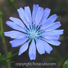 Chicory ( Hindiba ) ( Çiçek No: 8 )