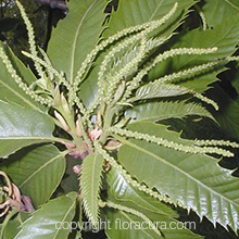 Sweet Chestnut ( Kestane ) ( Çiçek No: 30 )