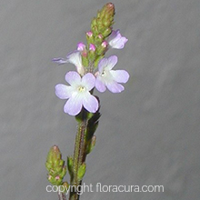 Vervain ( Mine çiçeği ) ( Çiçek No: 31 )