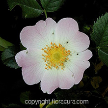 Wild Rose ( Yaban Gülü ) ( Çiçek No: 37 )